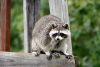 Central Alabama Region's Trusted Professional Wildlife and Rodent Removal Experts